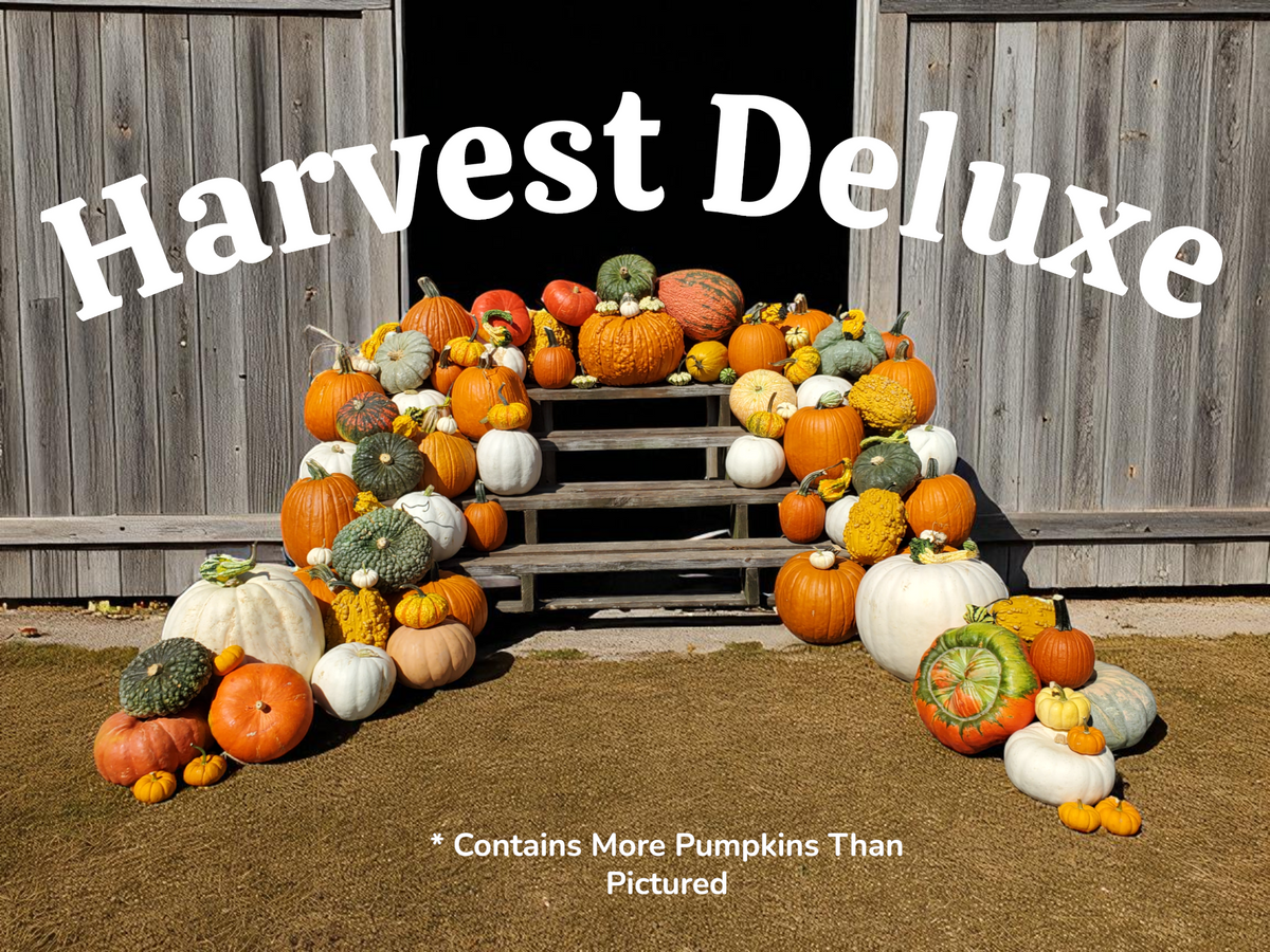 Fall Porch Pumpkin Arrangements