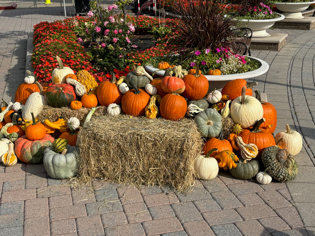 Fall Porch Pumpkin Arrangements