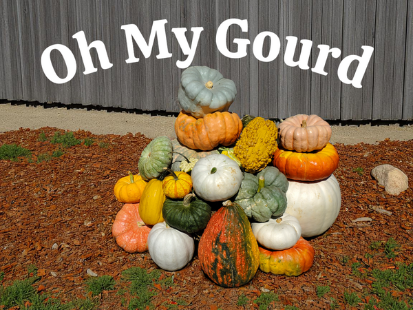 Oh, My Gourd!